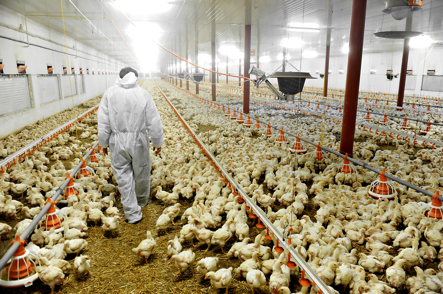 Zivo Bioscience Releases Positive Results From Recent Poultry Trial