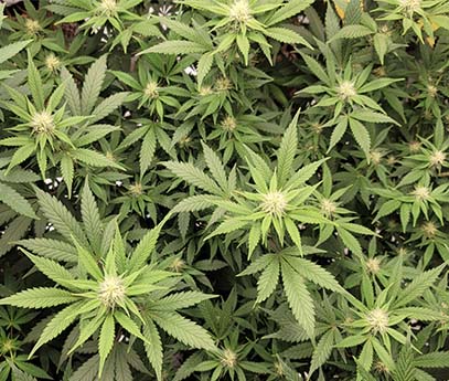 New York Regulators Approve More Marijuana Cultivators As State Prepares To Launch Retail Sales ‘This Year’