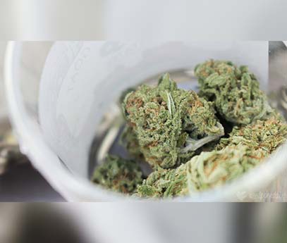 Maines Legal Marijuana Stores Are Effectively Displacing Illicit Market, State Report Finds