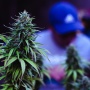 How Will Texas’s New Cannabis Program Impact CBD Startup Funding Platforms?