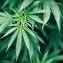 What’s the Status of the Med Program? Who’s Open, What’s the Med Card Count, and How Will Rec Arrival Change Cannabis Debt Financing?